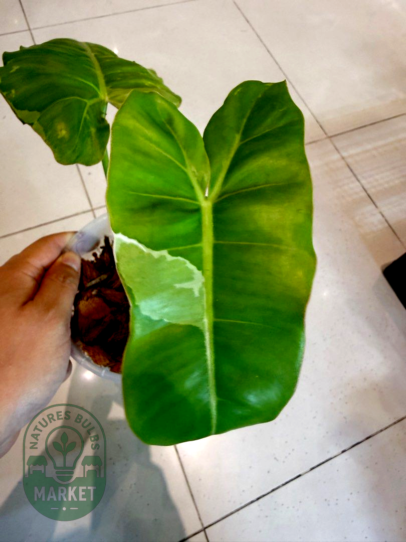 Philodendron Paraiso Verde Albo Variegated