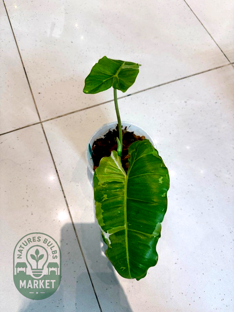 Philodendron Paraiso Verde Albo Variegated