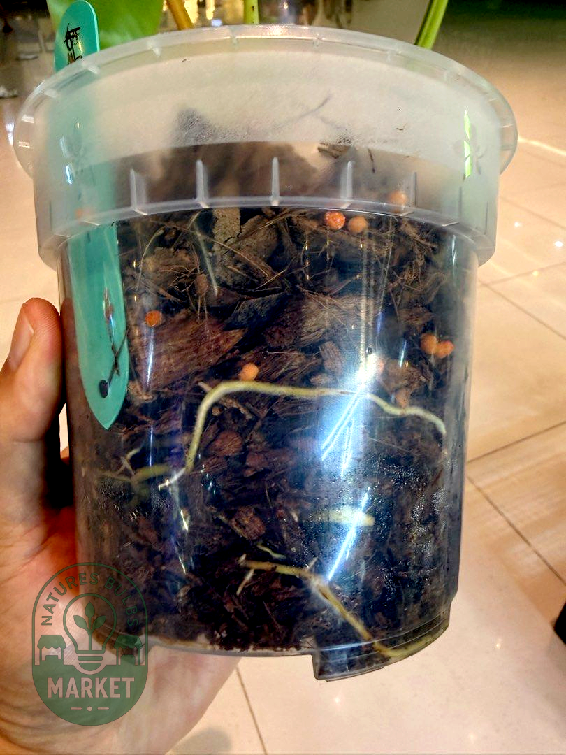 Philodendron Paraiso Verde Albo Variegated