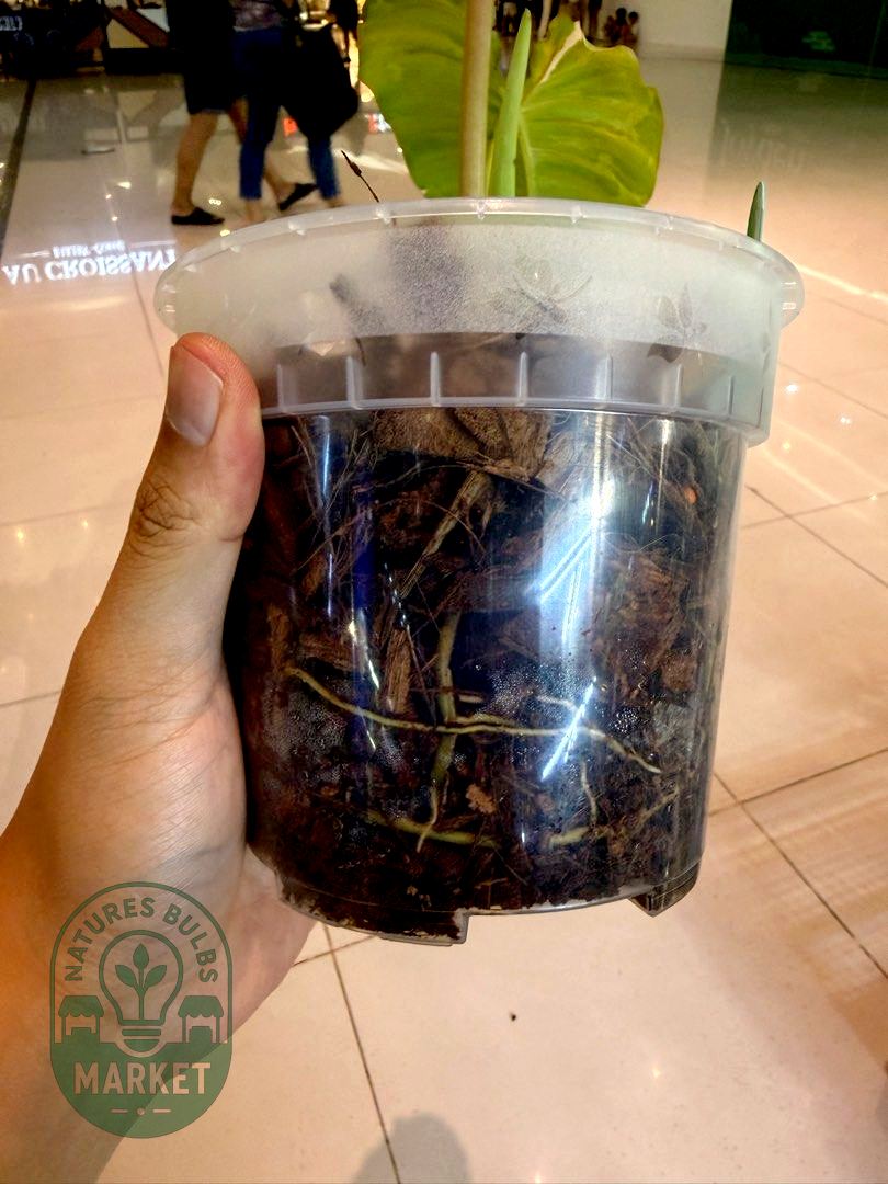 Philodendron Paraiso Verde Albo Variegated