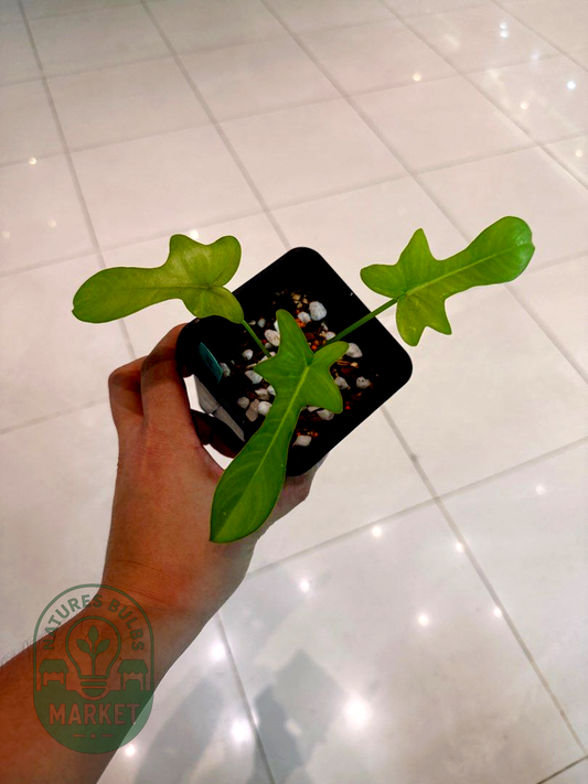 Philodendron Pedatum Green