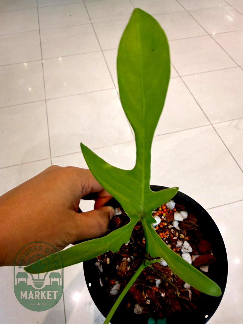 Philodendron Pedatum Narrow Form