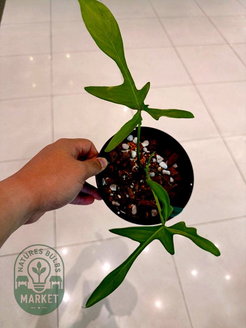 Philodendron Pedatum Narrow Form