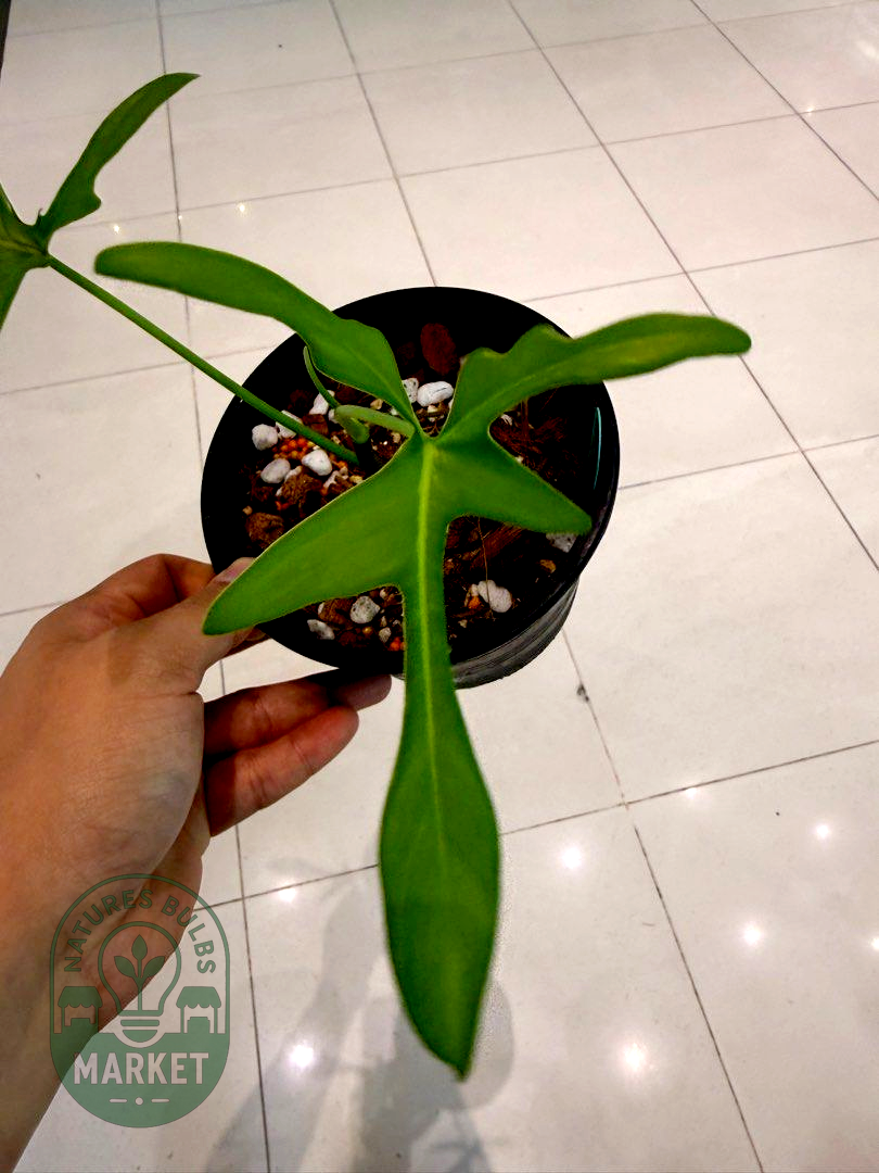 Philodendron Pedatum Narrow Form