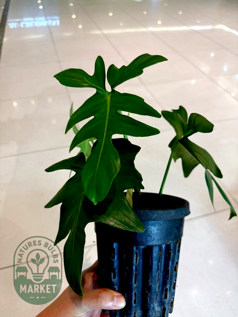 Philodendron Pedatum Green