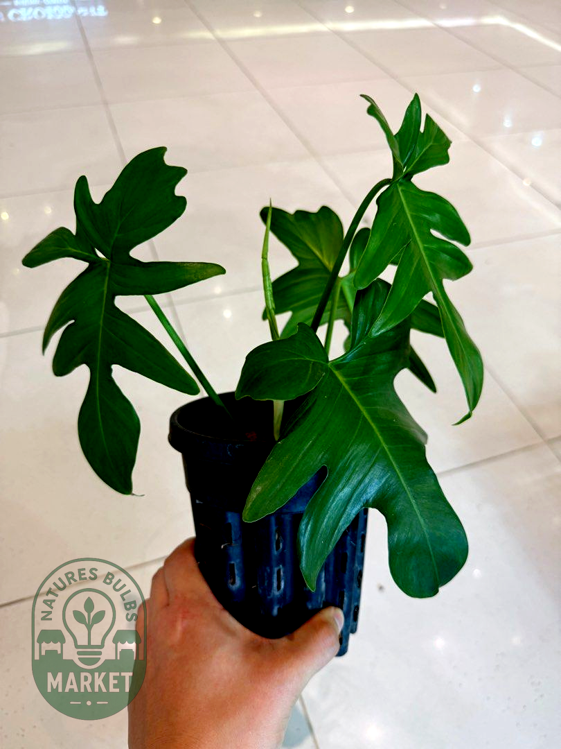 Philodendron Pedatum Green