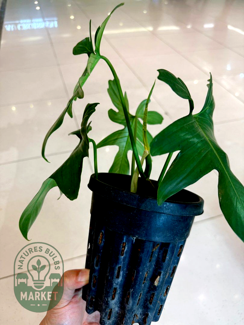 Philodendron Pedatum Green