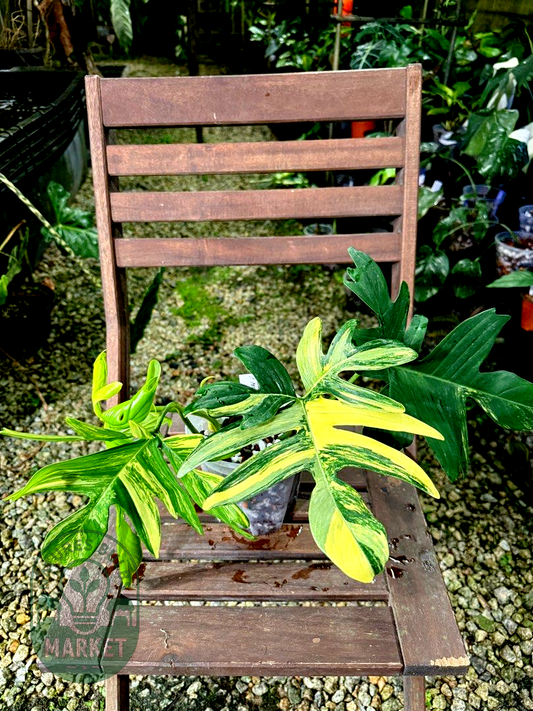 Philodendron Pedatum Variegated