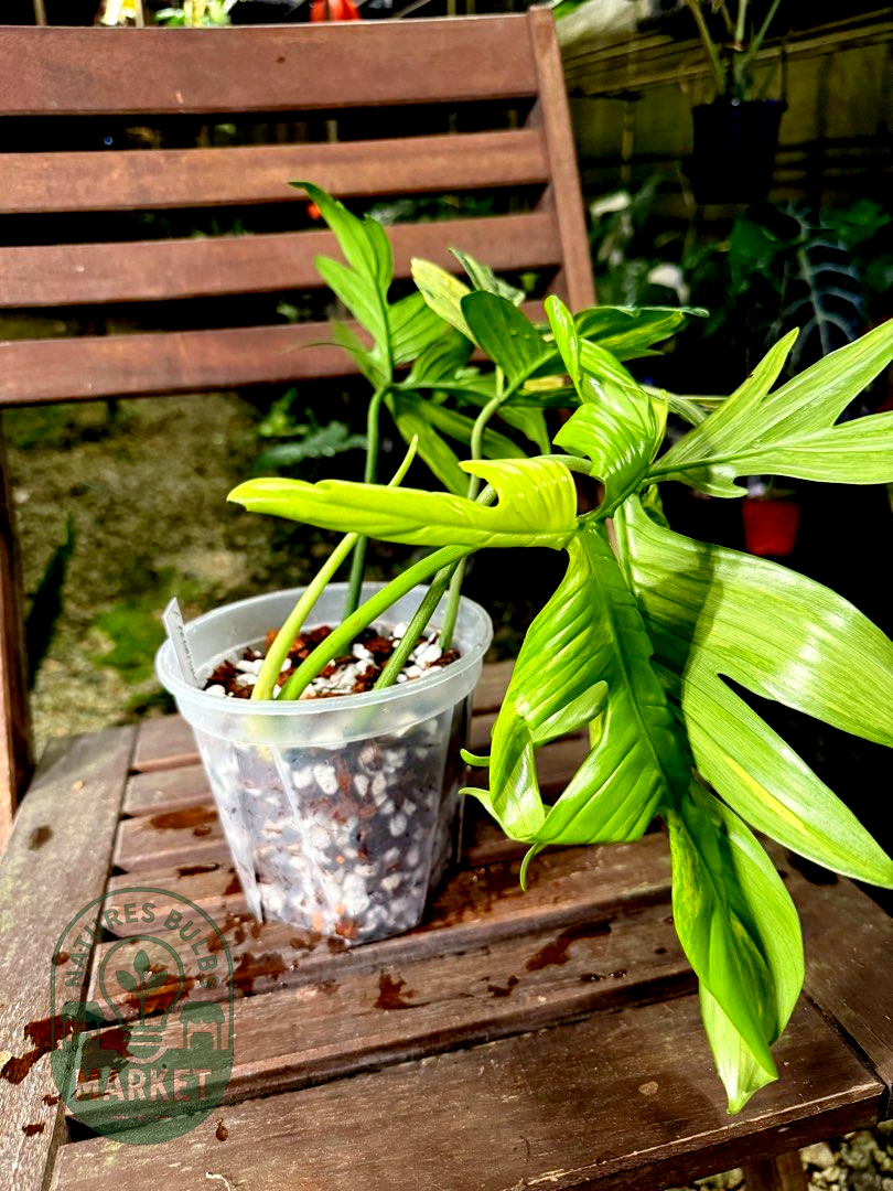 Philodendron Pedatum Variegated