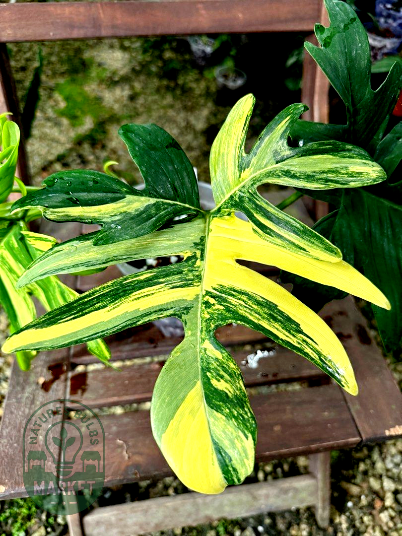 Philodendron Pedatum Variegated
