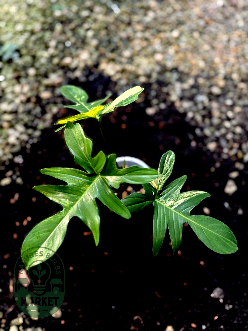 Philodendron Pedatum Variegated