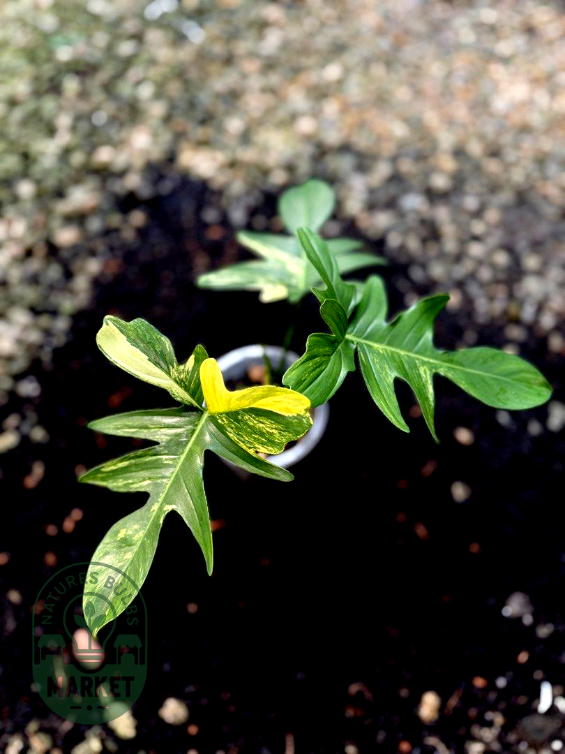 Philodendron Pedatum Variegated