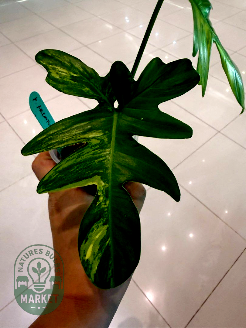 Philodendron Pedatum Variegated