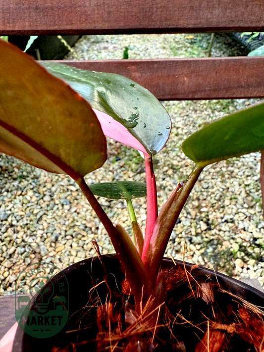 Philodendron Pink Princess Galaxy Variegated