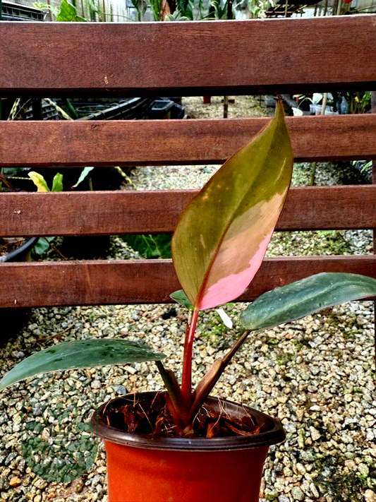 Philodendron Pink Princess Galaxy Variegated