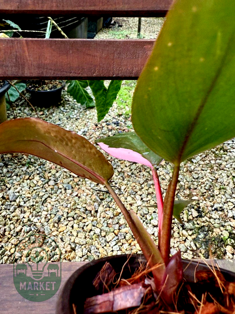 Philodendron Pink Princess Galaxy Variegated