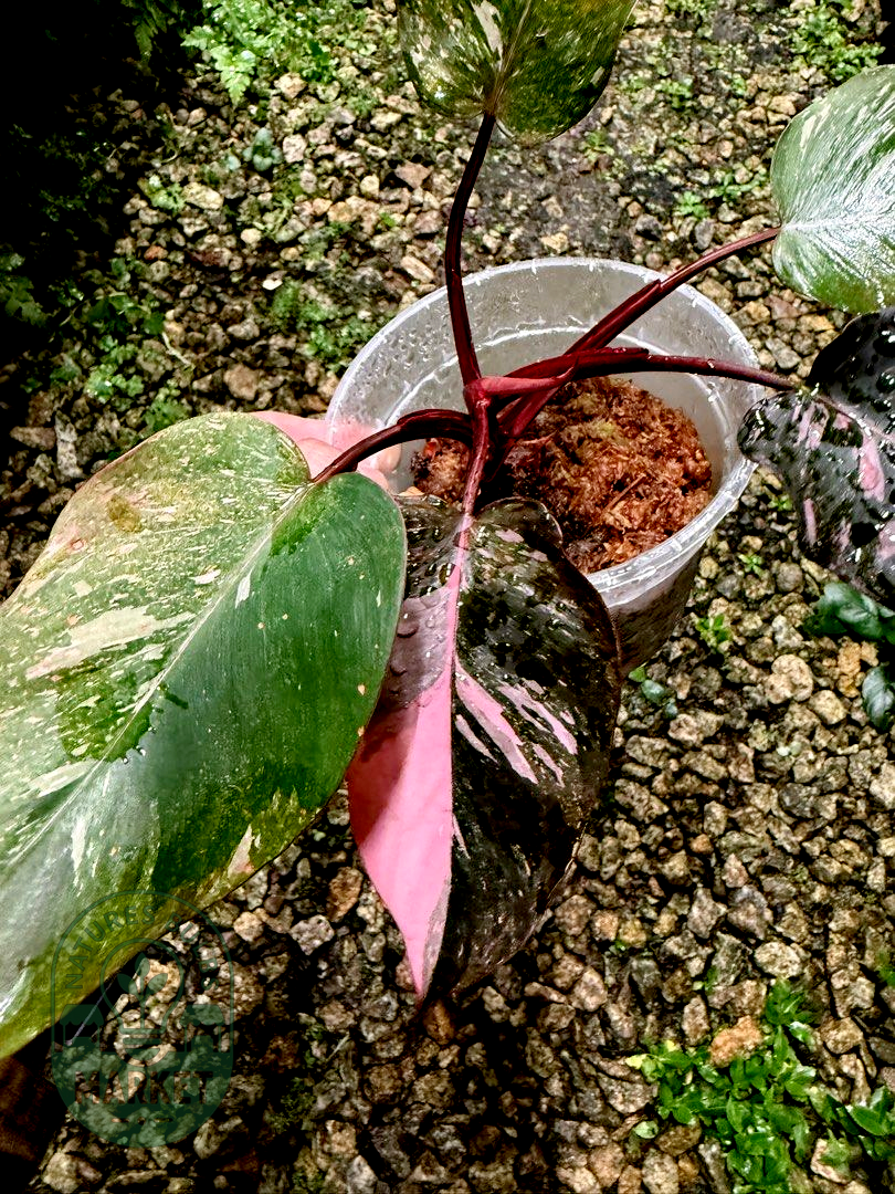 Philodendron Pink Princess – Deep Pink & Galaxy Variegation
