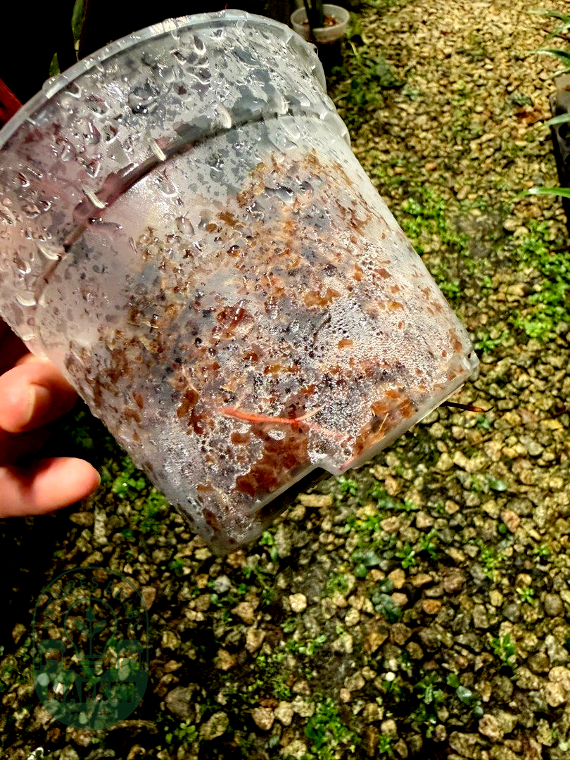 Philodendron Pink Princess – Deep Pink & Galaxy Variegation