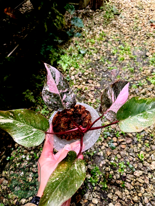 Philodendron Pink Princess – Deep Pink & Galaxy Variegation