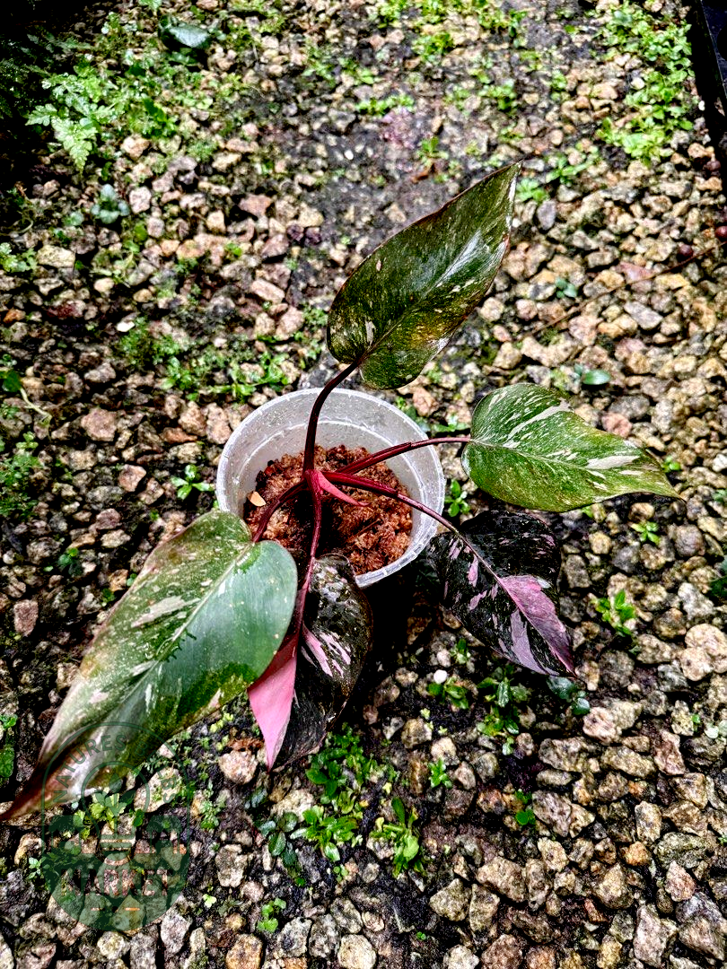 Philodendron Pink Princess – Deep Pink & Galaxy Variegation