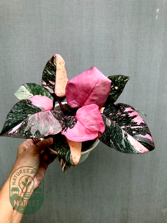 Philodendron Pink Princess Galaxy