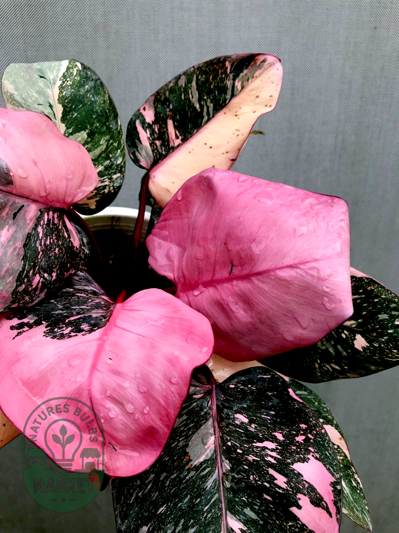 Philodendron Pink Princess Galaxy