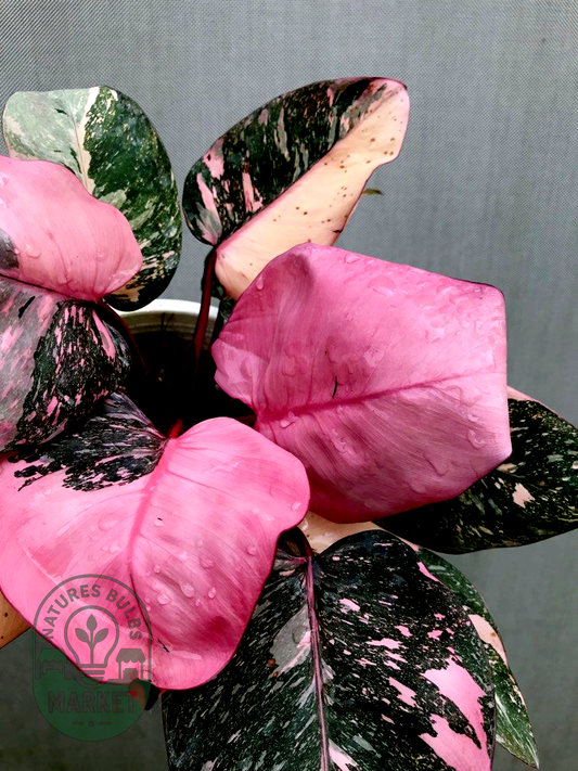 Philodendron Pink Princess Galaxy