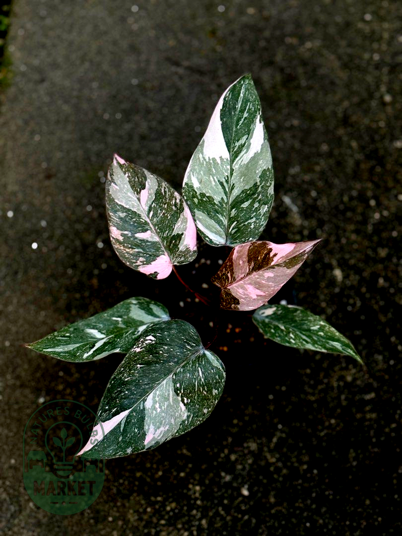 Philodendron Pink Princess Galaxy Variegated