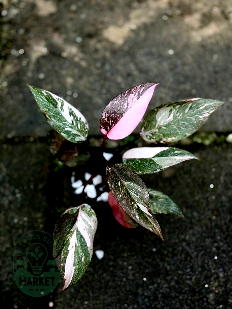 Philodendron Pink Princess Galaxy Variegated
