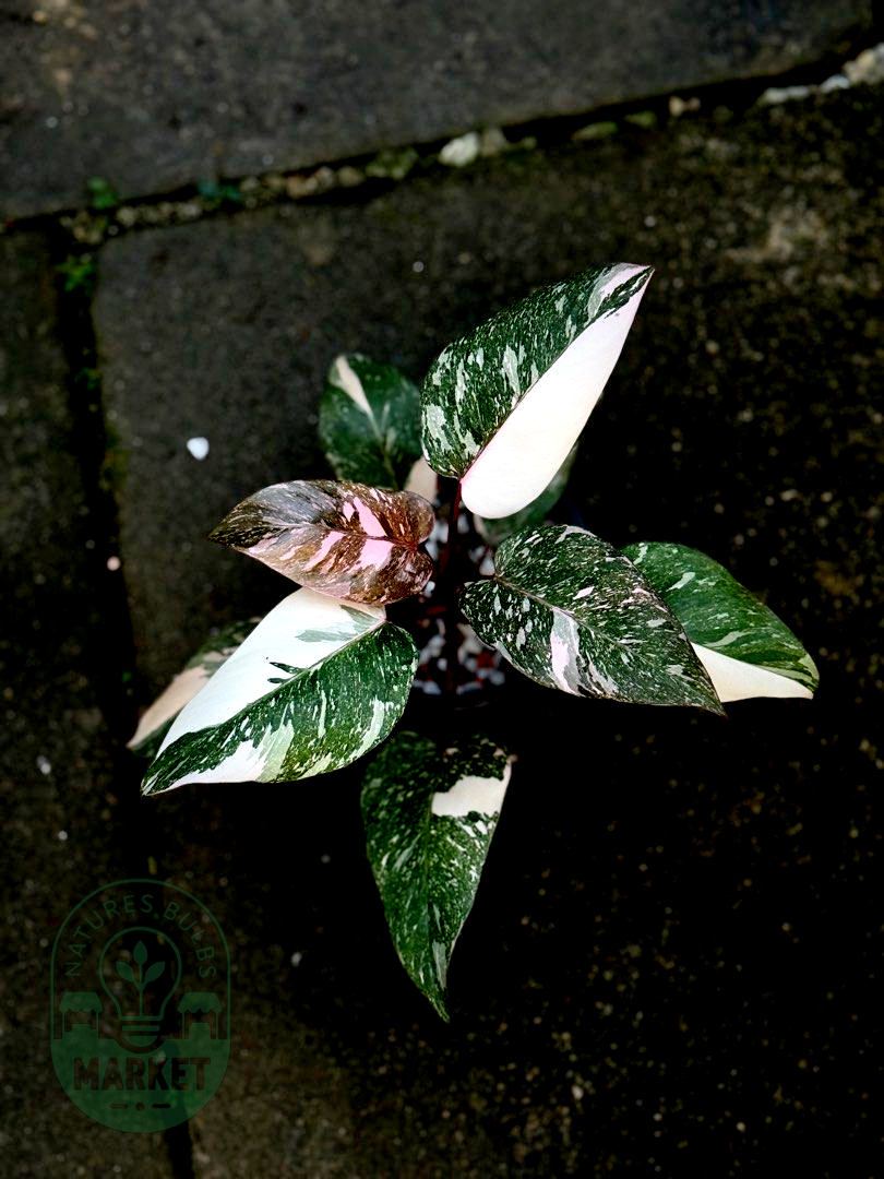 Philodendron Pink Princess Galaxy Variegated