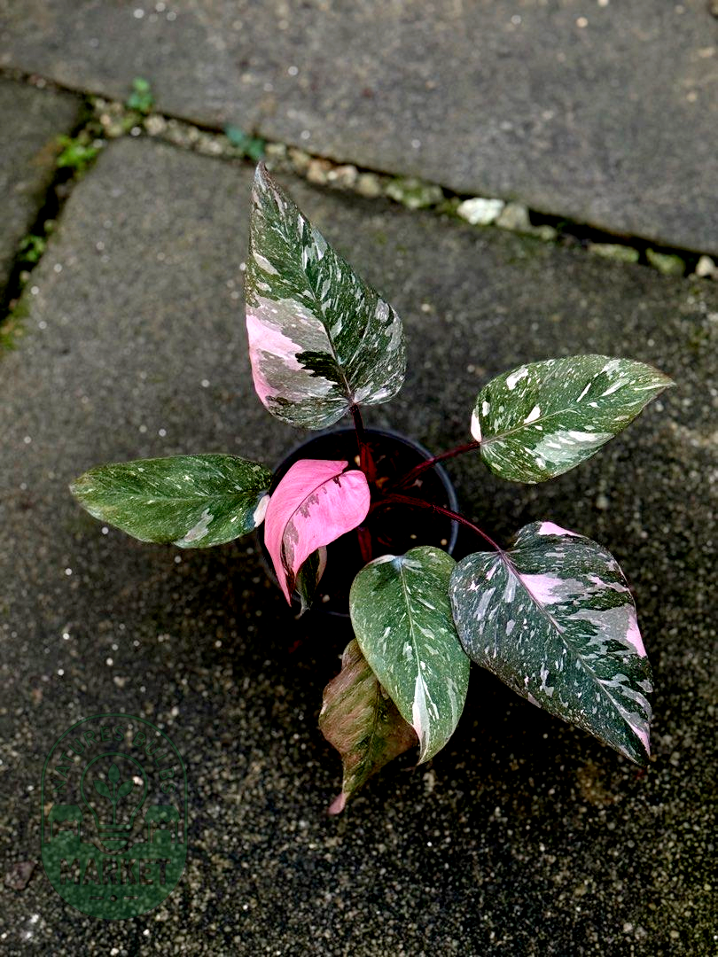 Philodendron Pink Princess Galaxy Variegated