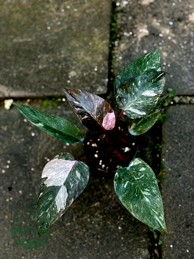 Philodendron Pink Princess Galaxy Variegated