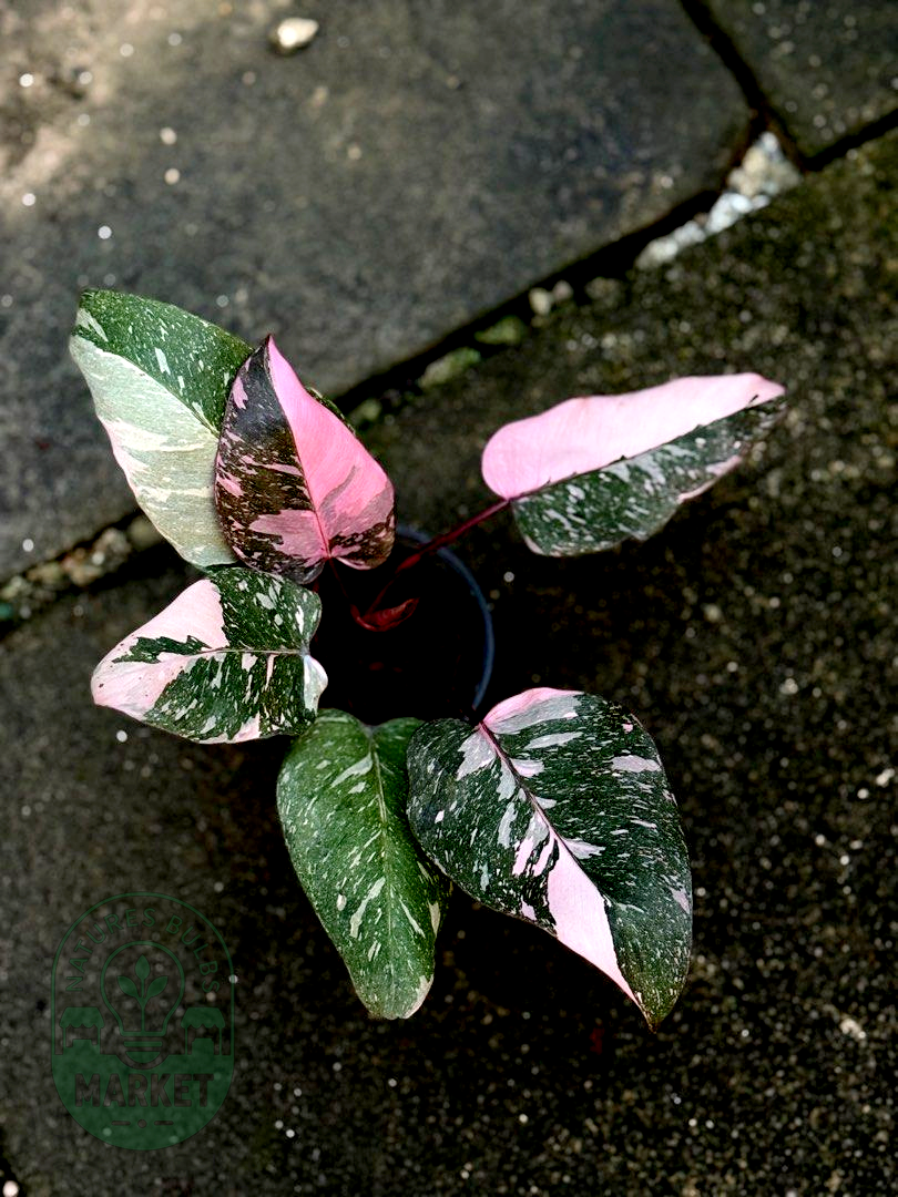Philodendron Pink Princess Galaxy Variegated