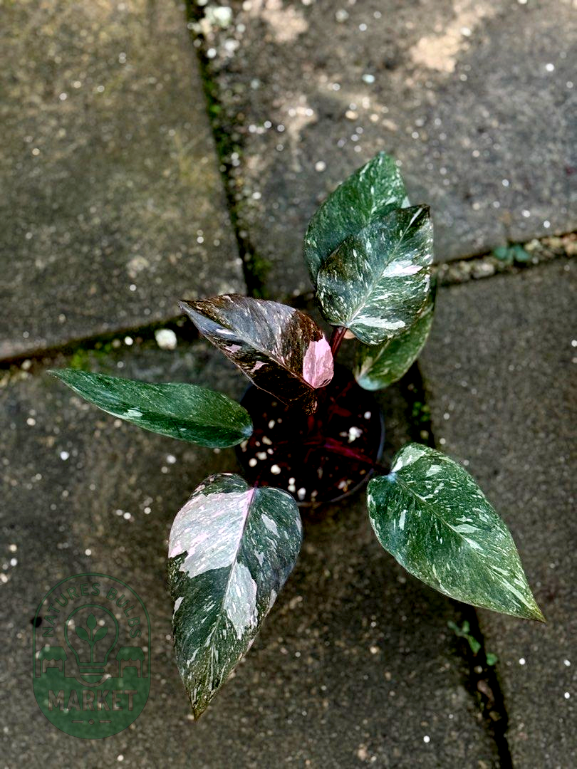 Philodendron Pink Princess Galaxy Variegated