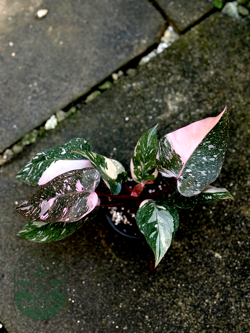 Philodendron Pink Princess Galaxy Variegated