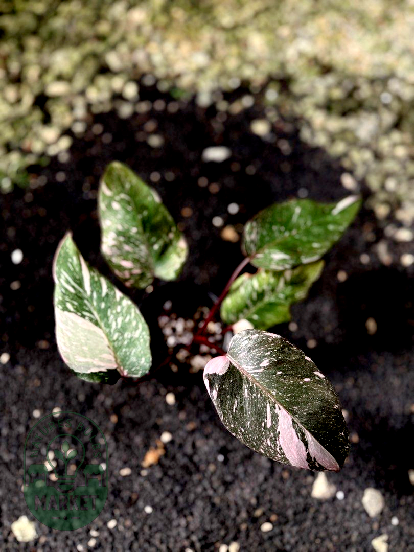 Philodendron Pink Princess Galaxy Variegated
