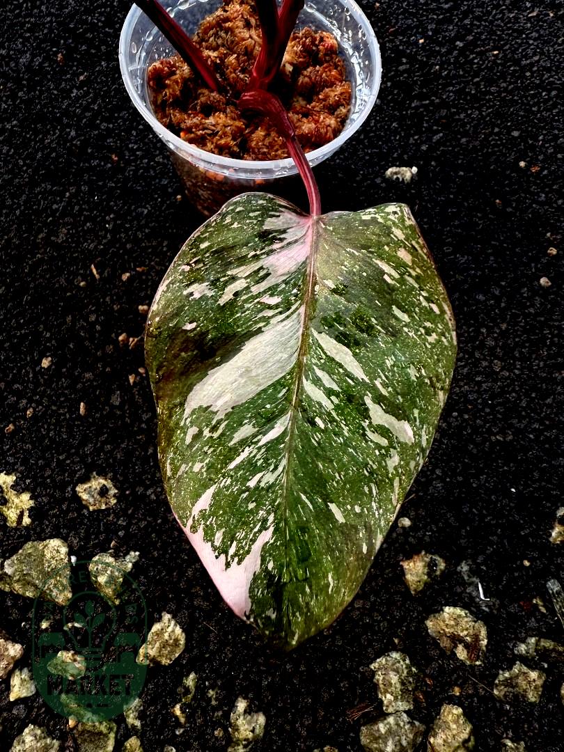 Philodendron Pink Princess Galaxy – Dark Variegation