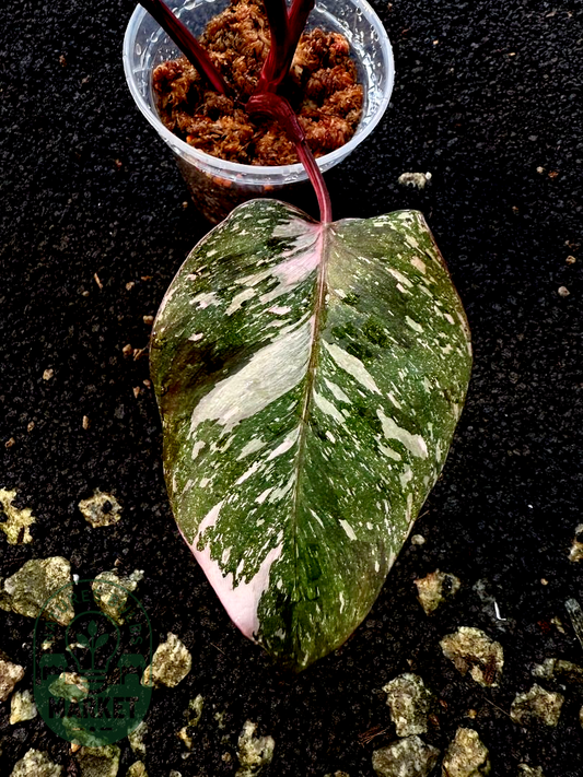 Philodendron Pink Princess Galaxy – Dark Variegation