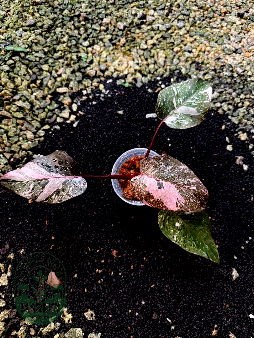 Philodendron Pink Princess Galaxy – Dark Variegation