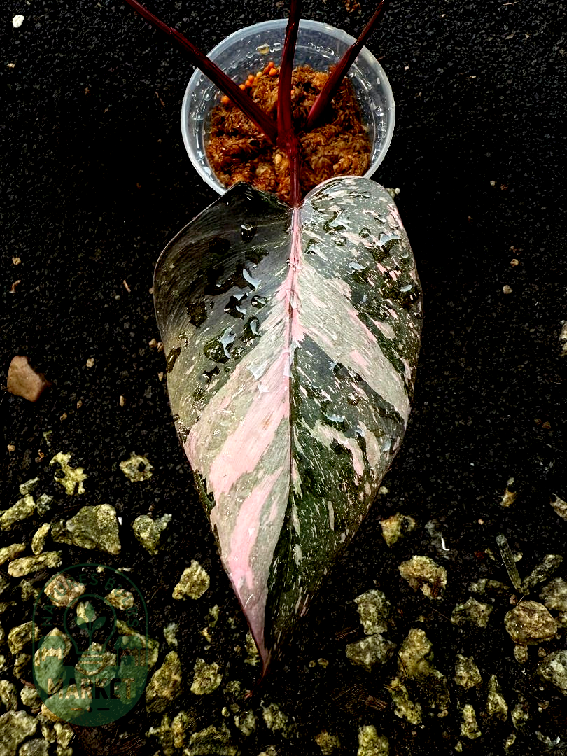 Philodendron Pink Princess Galaxy – Dark Variegation