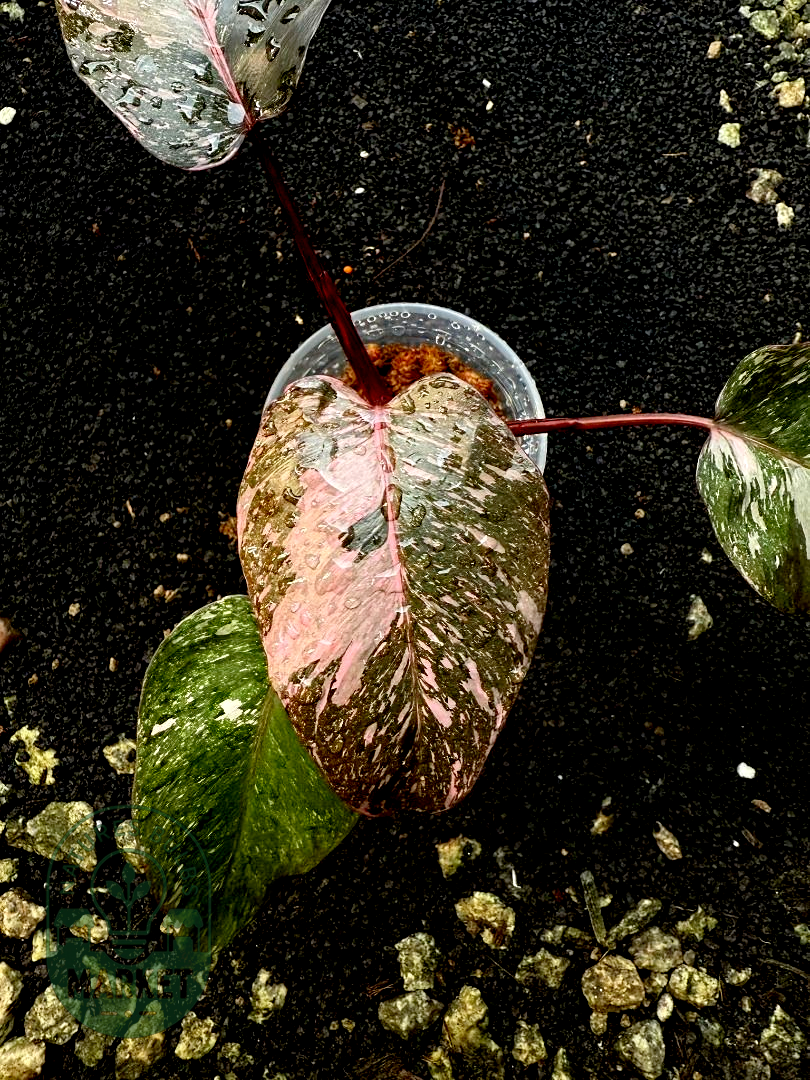 Philodendron Pink Princess Galaxy – Dark Variegation