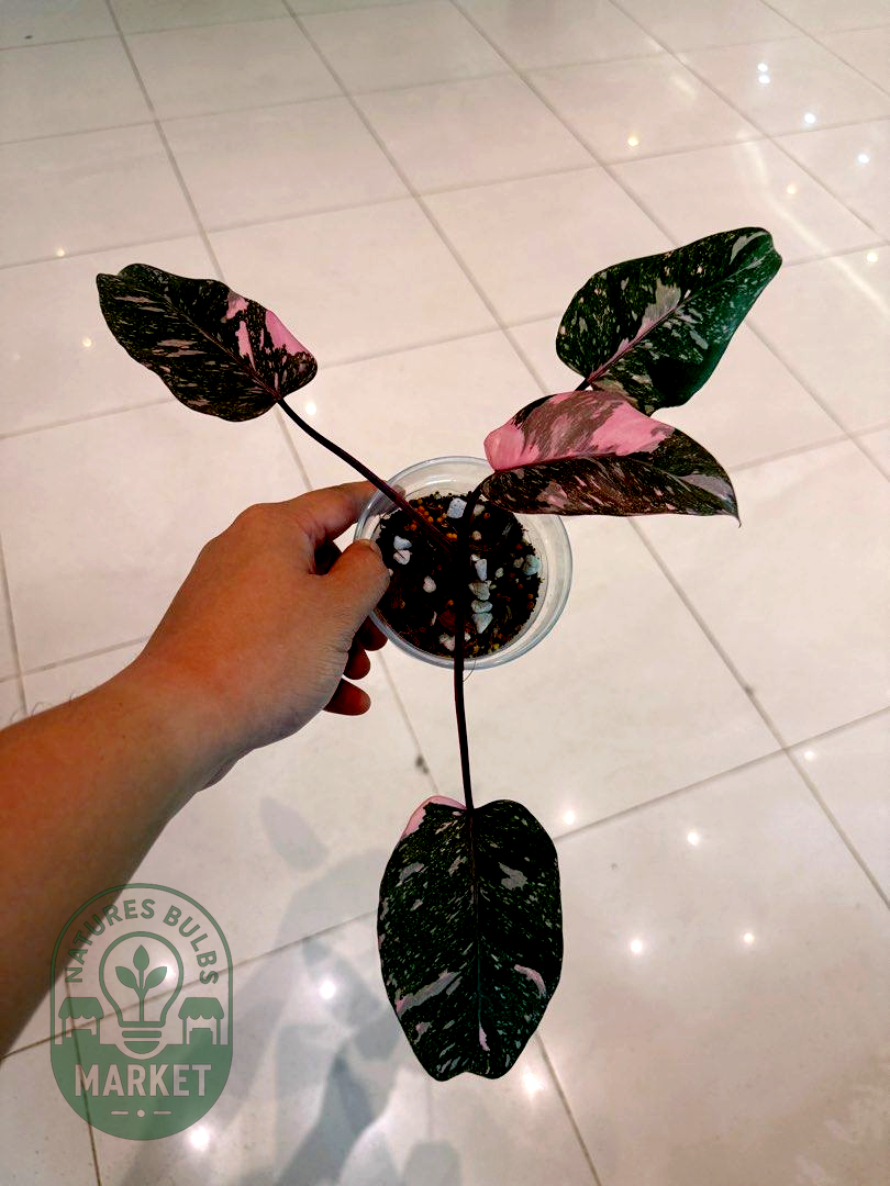 Philodendron Pink Princess Galaxy Variegated