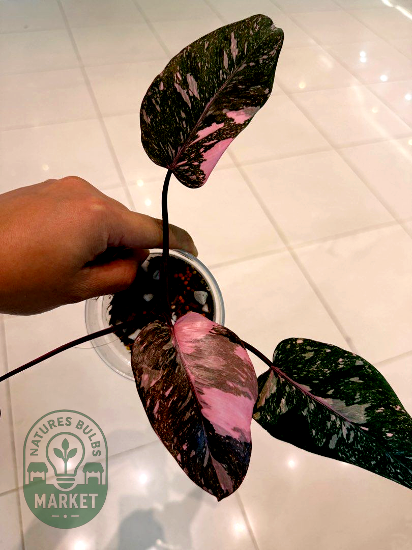Philodendron Pink Princess Galaxy Variegated