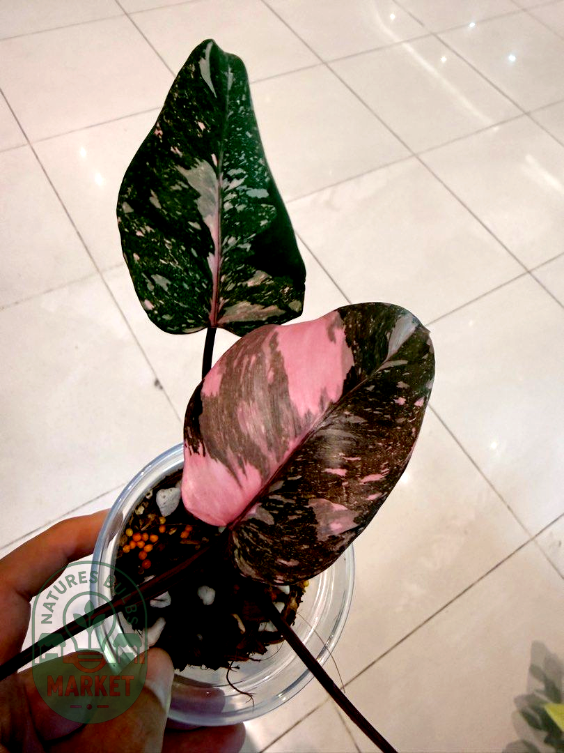 Philodendron Pink Princess Galaxy Variegated