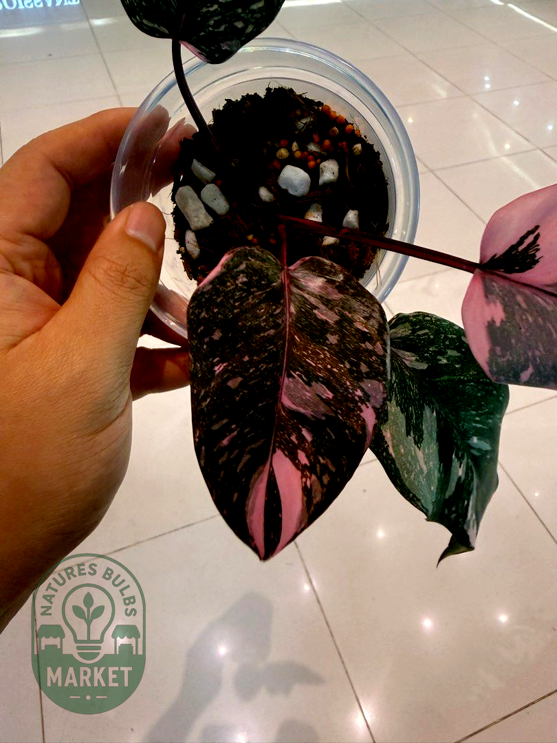 Philodendron Pink Princess Galaxy Variegated