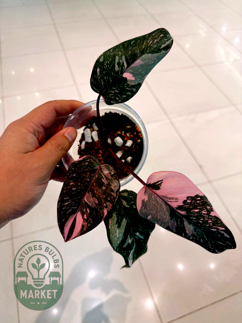 Philodendron Pink Princess Galaxy Variegated