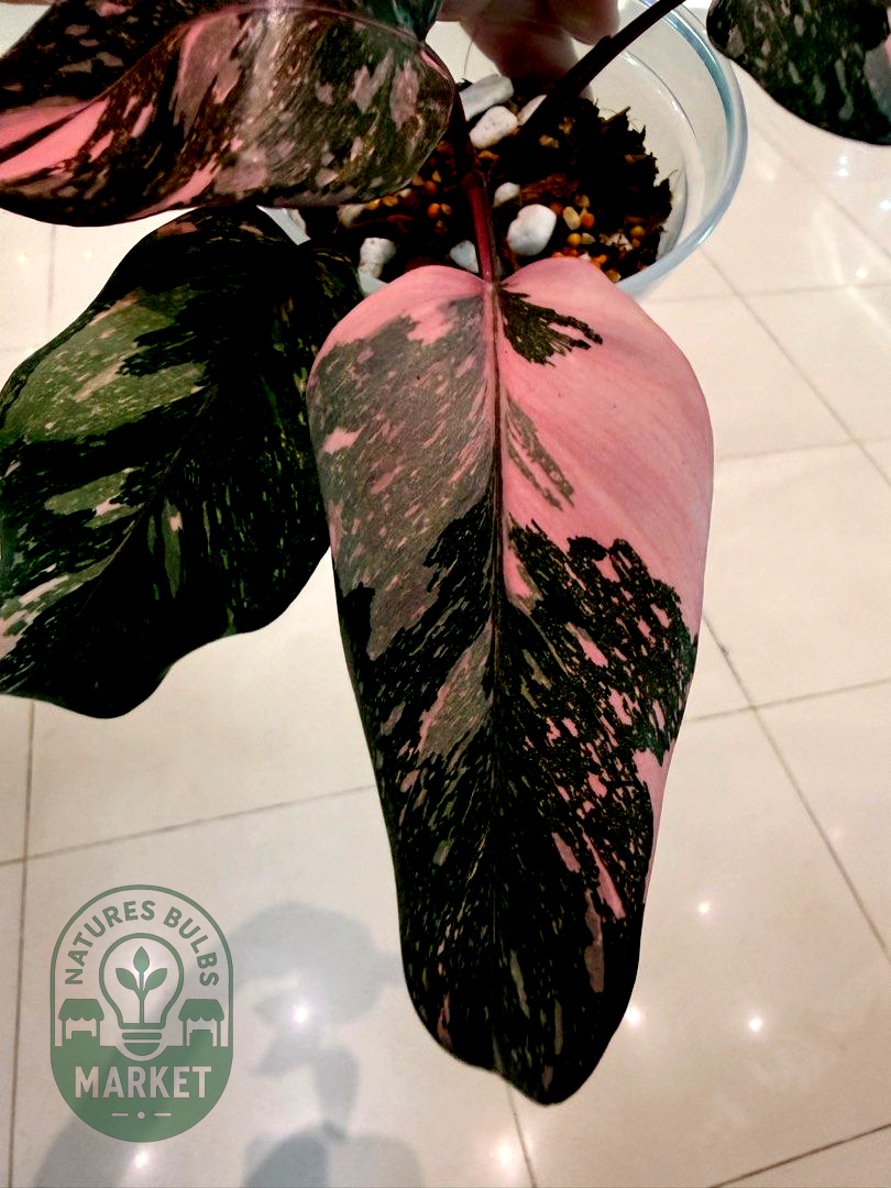 Philodendron Pink Princess Galaxy Variegated