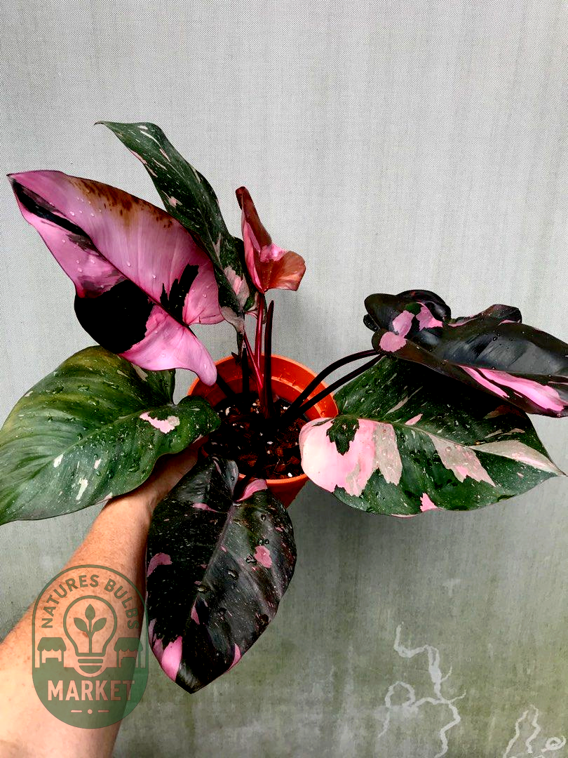 Philodendron Pink Princess Marble King