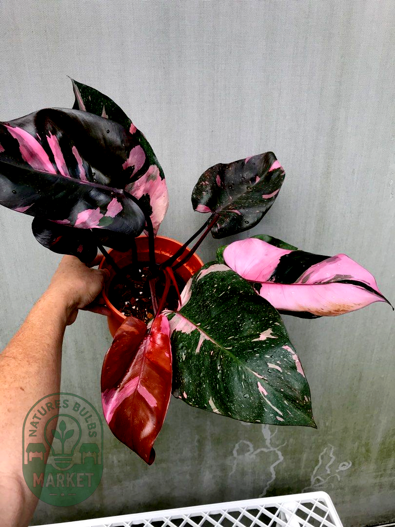 Philodendron Pink Princess Marble King