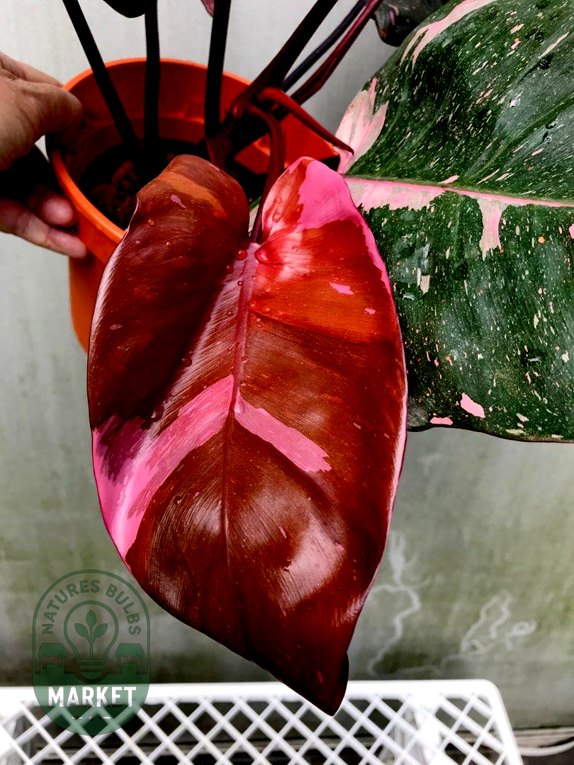 Philodendron Pink Princess Marble King